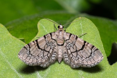 Eupithecia venosata (píďalička knotovková)