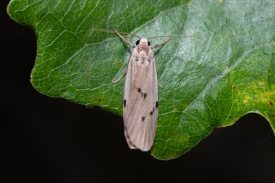 Pelosia muscerda (lišejníkovec popelavý)