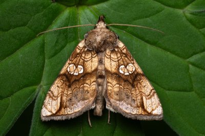 Polychrysia moneta (kovolesklec omějový)