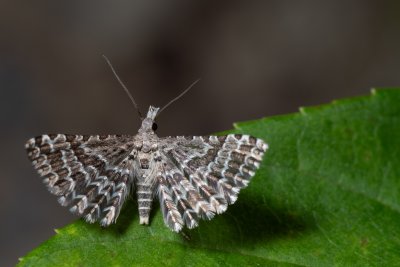 Alucita grammodactyla (pernatěnka hlaváčová)