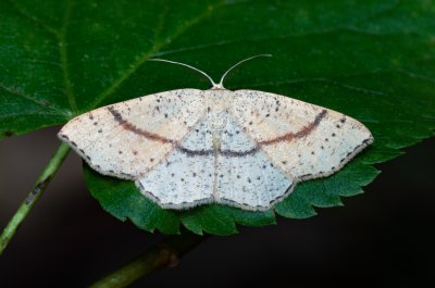 Cyclophora punctaria (očkovec dubový)