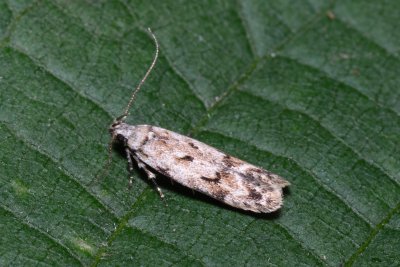 Caryocolum kroesmanniella (-)