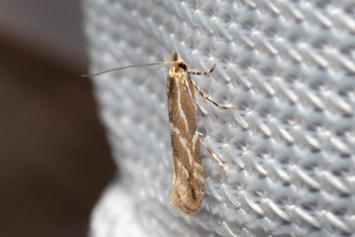Phyllonorycter issikii (klíněnka lipová)