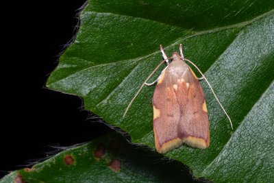 Carcina quercana (krásněnka dlouhorohá)
