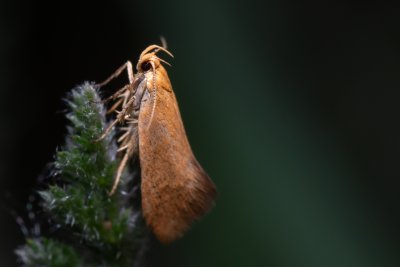 Crassa tinctella (-)
