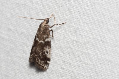 Assara terebrella (zavíječ šiškový)