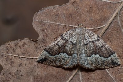 Pungeleria capreolaria (tmavoskvrnáč jedlový)