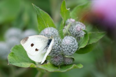 Pieris rapae (bělásek řepový)