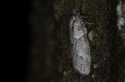 Tortricodes alternella (obaleč předjarní)