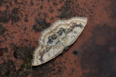 Cyclophora annularia (očkovec javorový)