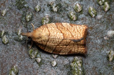 Pandemis corylana (obaleč lískový)