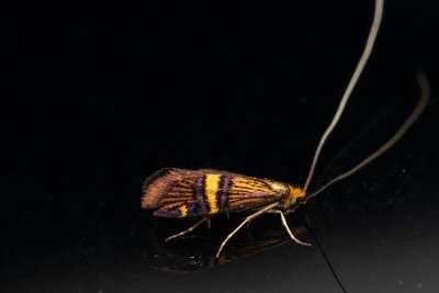 Adela croesella (adéla zdobená)