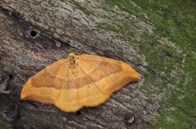 Watsonalla cultraria (srpokřídlec bukový)