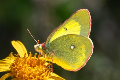 Colias palaeno (žluťásek borůvkový)