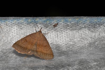Zanclognatha lunalis (žlutavka hnědavá)