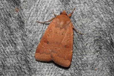 Noctua comes (osenice prvosenková)