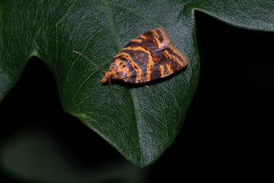 Epagoge grotiana (-)
