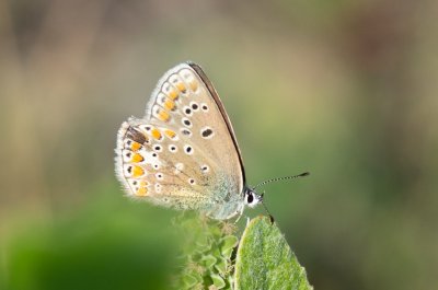 modrásek vičencový