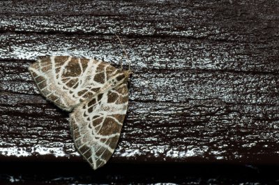 Eustroma reticulata (píďalka síťkovaná)