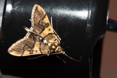 Nothomastix pronaxalis (-)