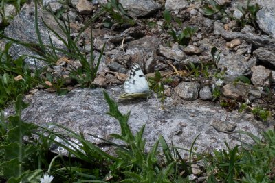 Pontia callidice (bělásek alpský)