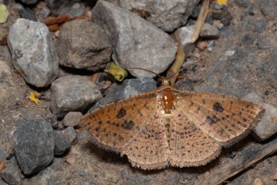 Striglina duplicifimbria (-)