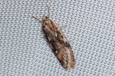 Semioscopis oculella (-)