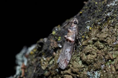 Trachonitis cristella (-)