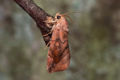 Cosmia pyralina (blýskavka hrušňová)