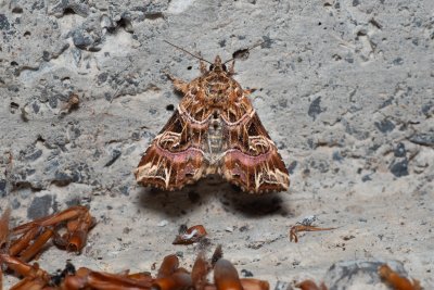 Callopistria juventina (blýskavka hasivková)
