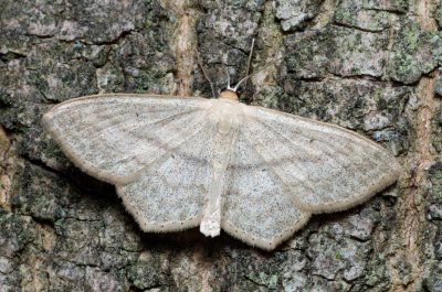 Scopula nigropunctata (vlnopásník jitrocelový)