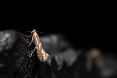 Phyllonorycter sp.