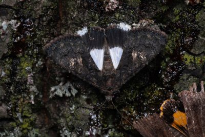 Aedia leucomelas (tmavopáska jižní)
