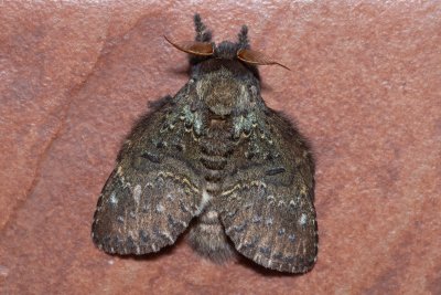 Stauropus major (-), TH, Khao Sok