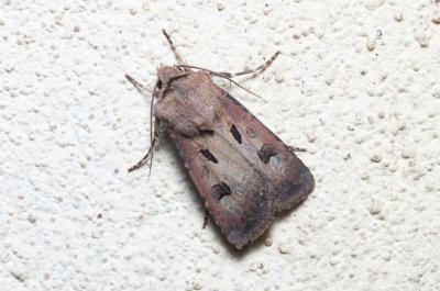 Agrotis exclamationis (osenice vykřičníková)