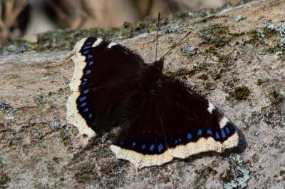 Nymphalis antiopa (babočka osiková)