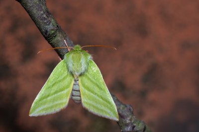 Pseudoips prasinana (zeleněnka buková)