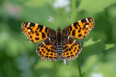 Araschnia levana (babočka síťkovaná)