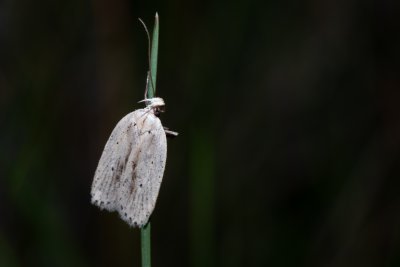 Agonopterix pallorella (-)