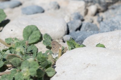 Zizeeria karsandra (-)