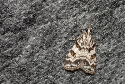 Scoparia pyralella (šedovníček luční)