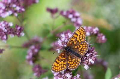hnědásek jitrocelový
