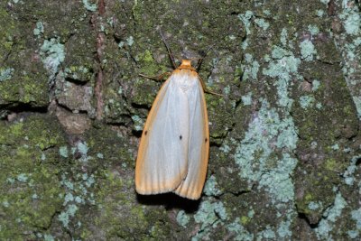 Cybosia mesomella (lišejníkovec bělavý)