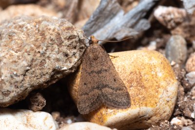 Bostra obsoletalis (-)