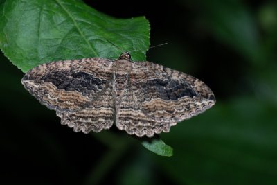 Philereme transversata (píďalka krušinová)