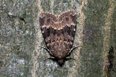 Amphipyra berbera (blýskavka doubravní)