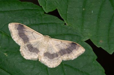 Idaea aversata (žlutokřídlec kručinkový)
