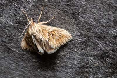 Cynaeda dentalis (zavíječ hadincový)