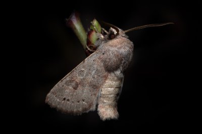Orthosia populeti (jarnice topolová)