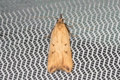 Dichomeris limosellus (-)